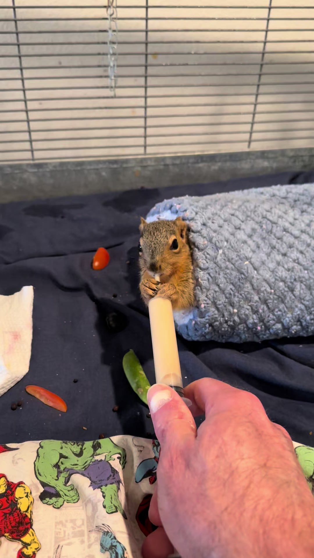 @Squirrel Guy