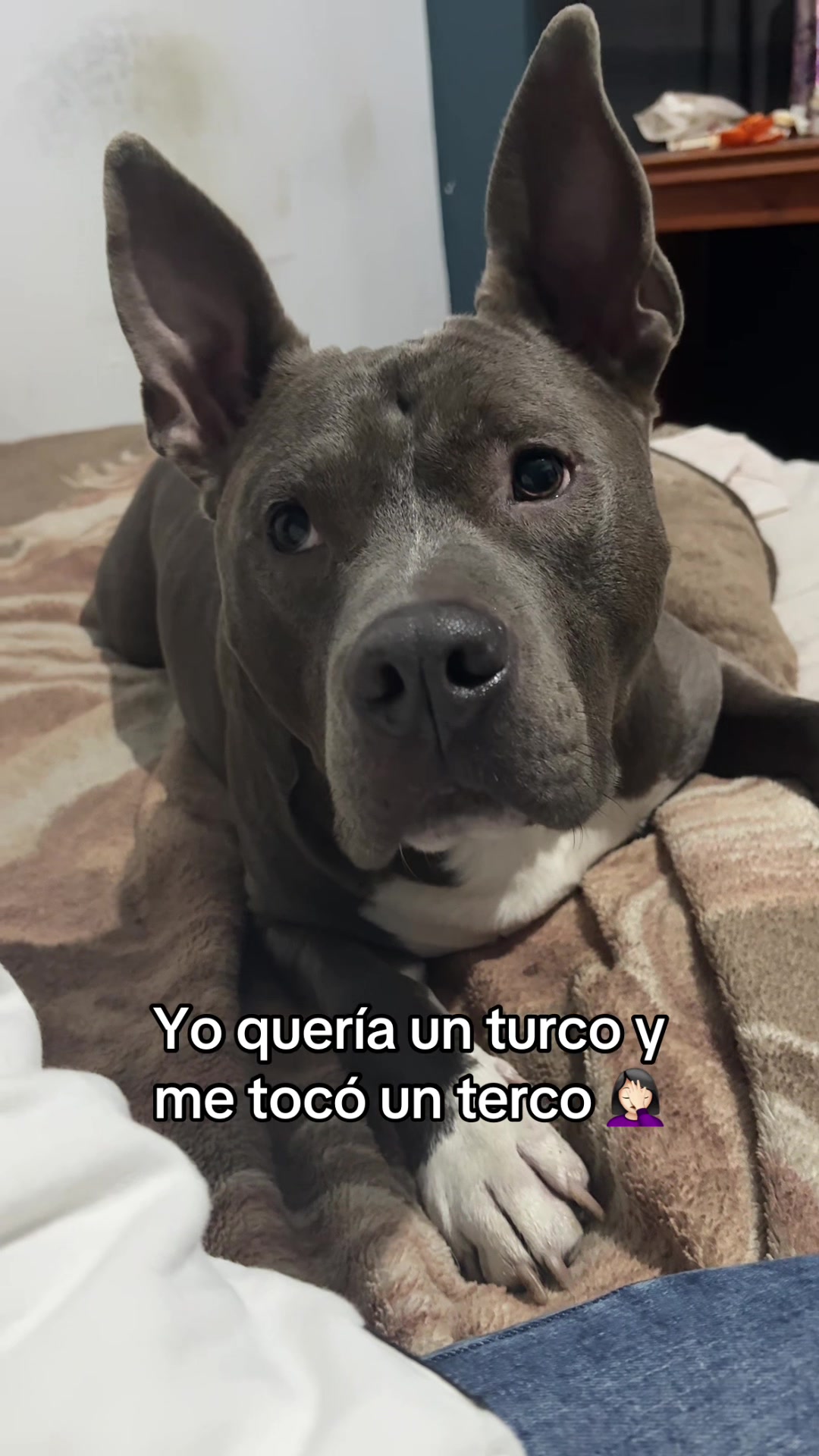 @Giulietta