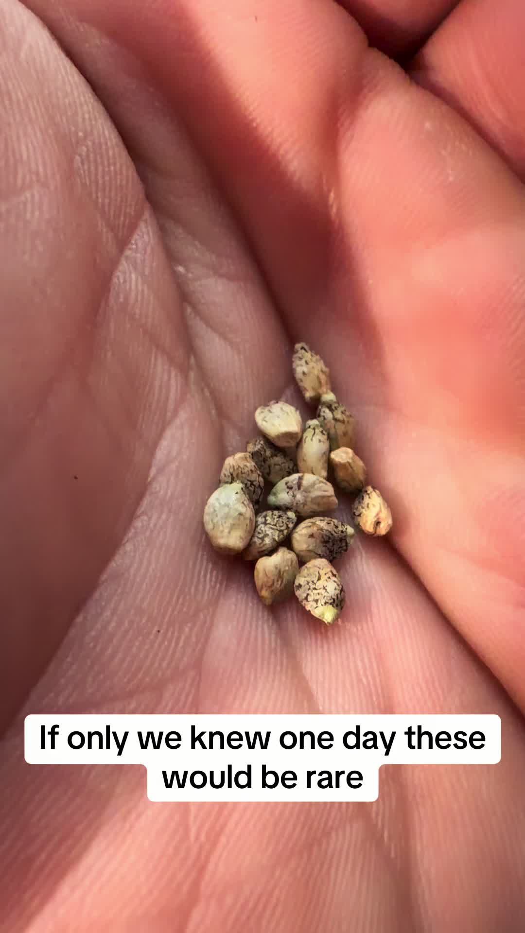 @SEEDTIVA