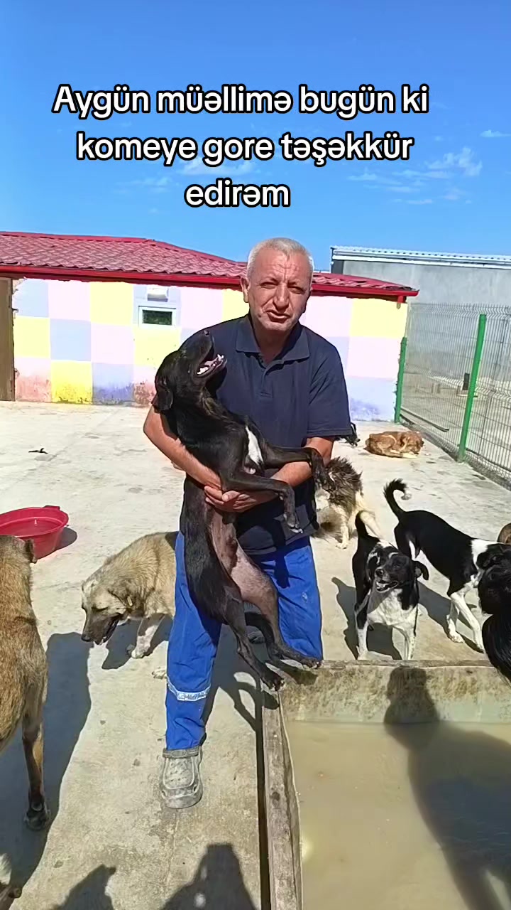 @Sahibsiz heyvanlara dəstək