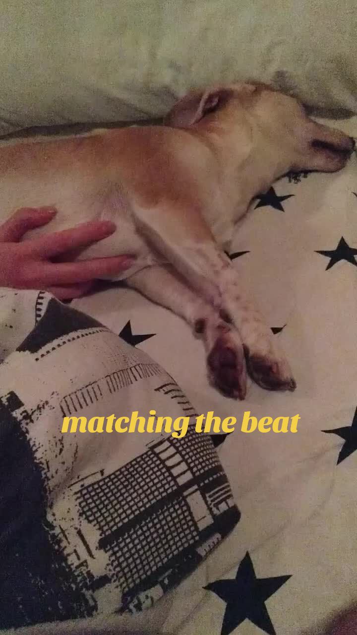 @Sheldonthedog