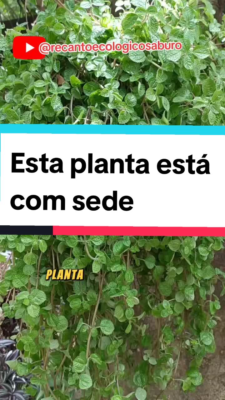 @Plantas