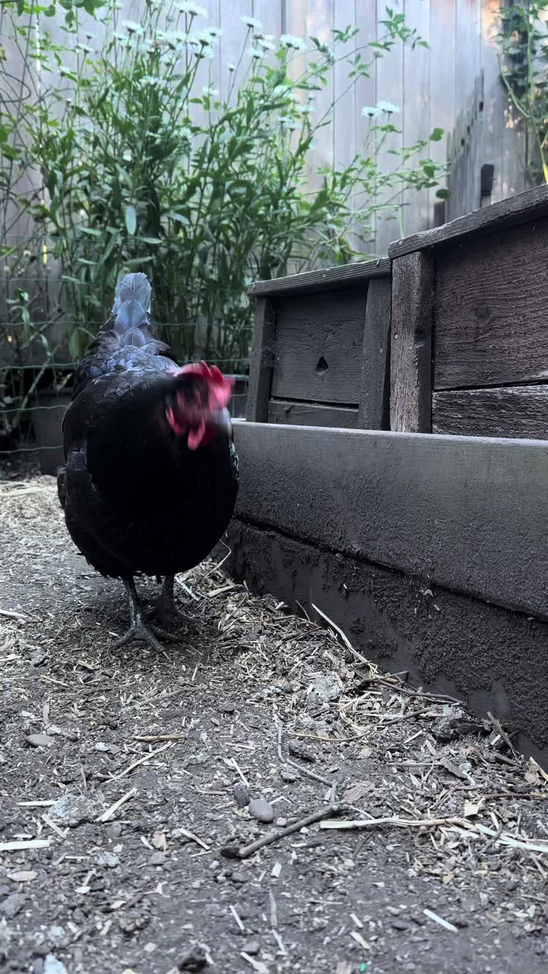 @FusterCluck Farm