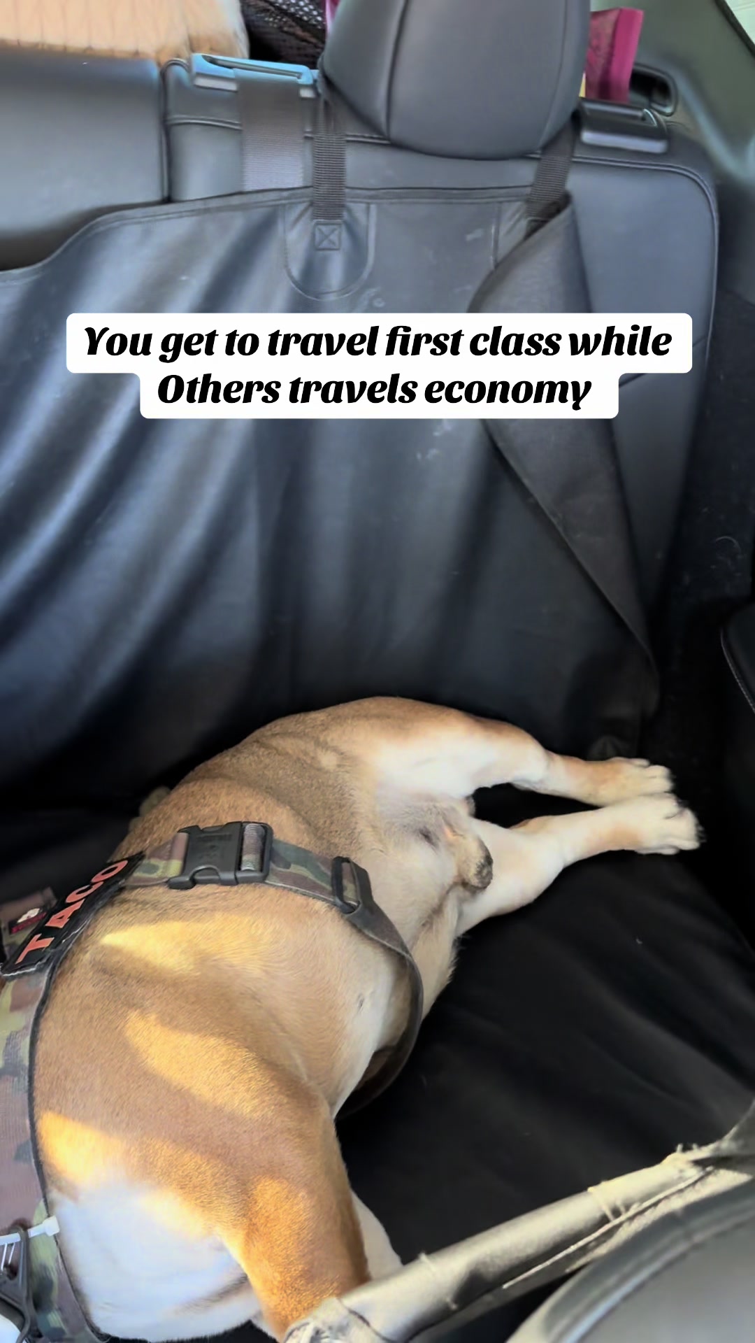 @Taco 🐶🧿