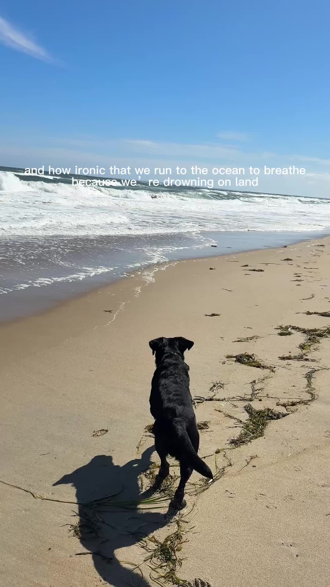 @DennisTheBlackLab