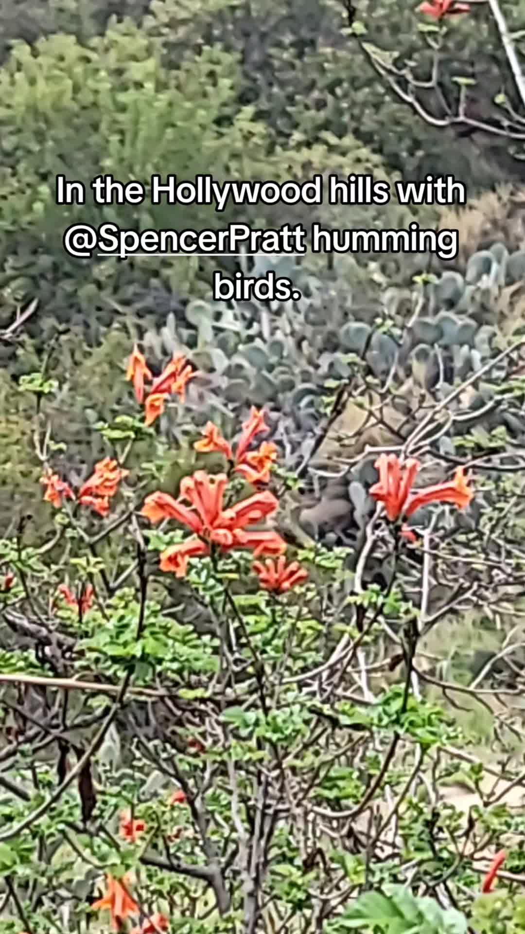 @Gynifur🎣