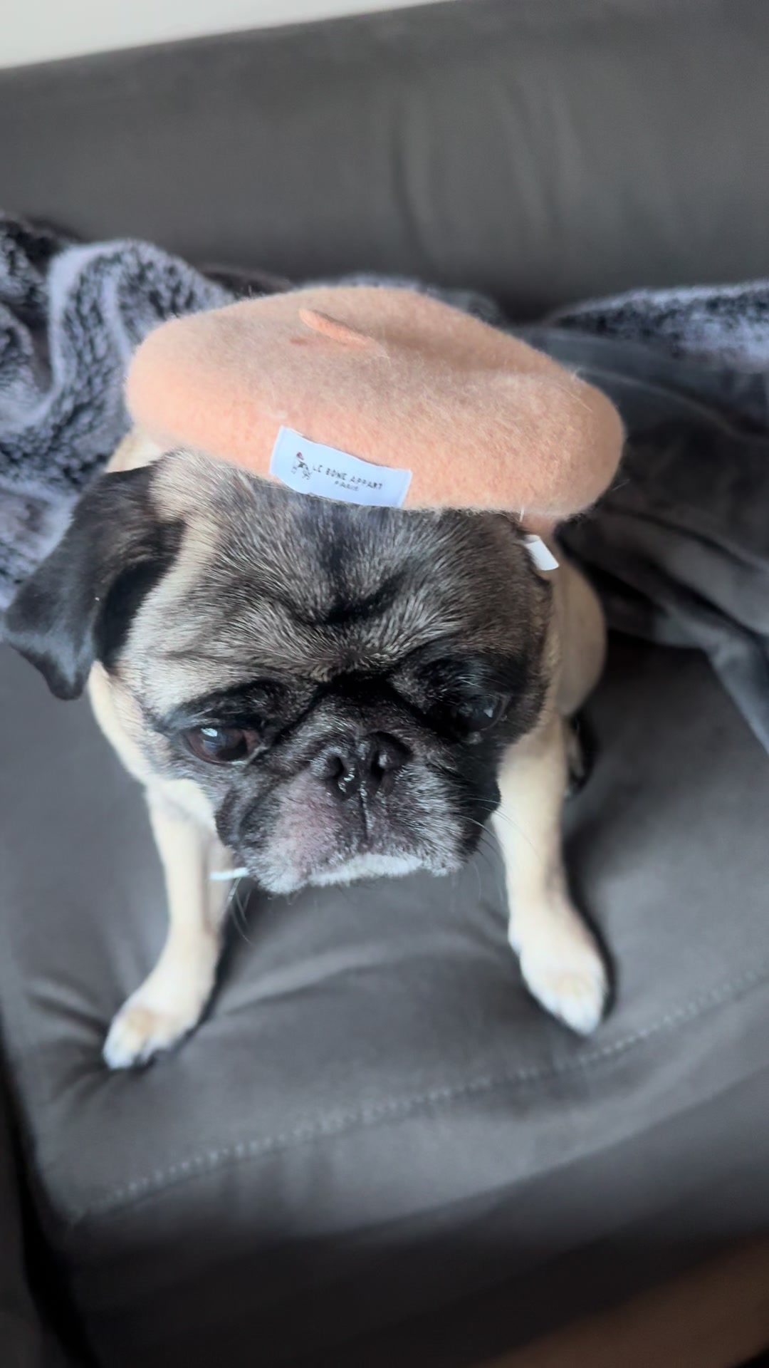 @thepugfang