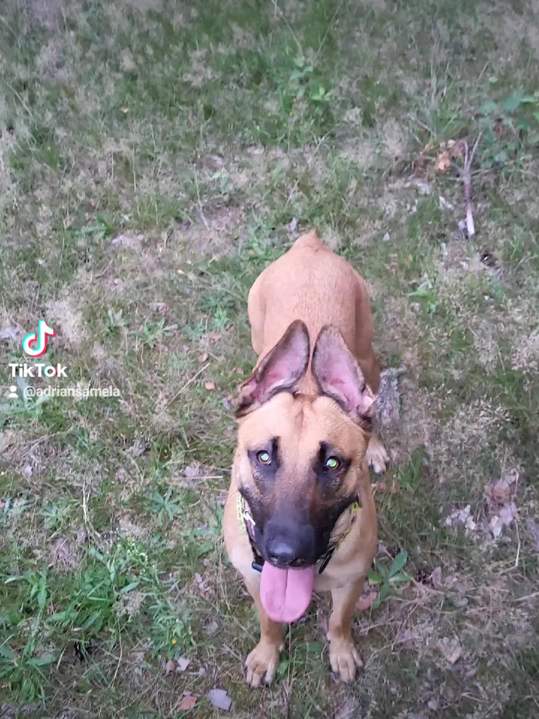 @Poppy Malinois, Korina & 🤡