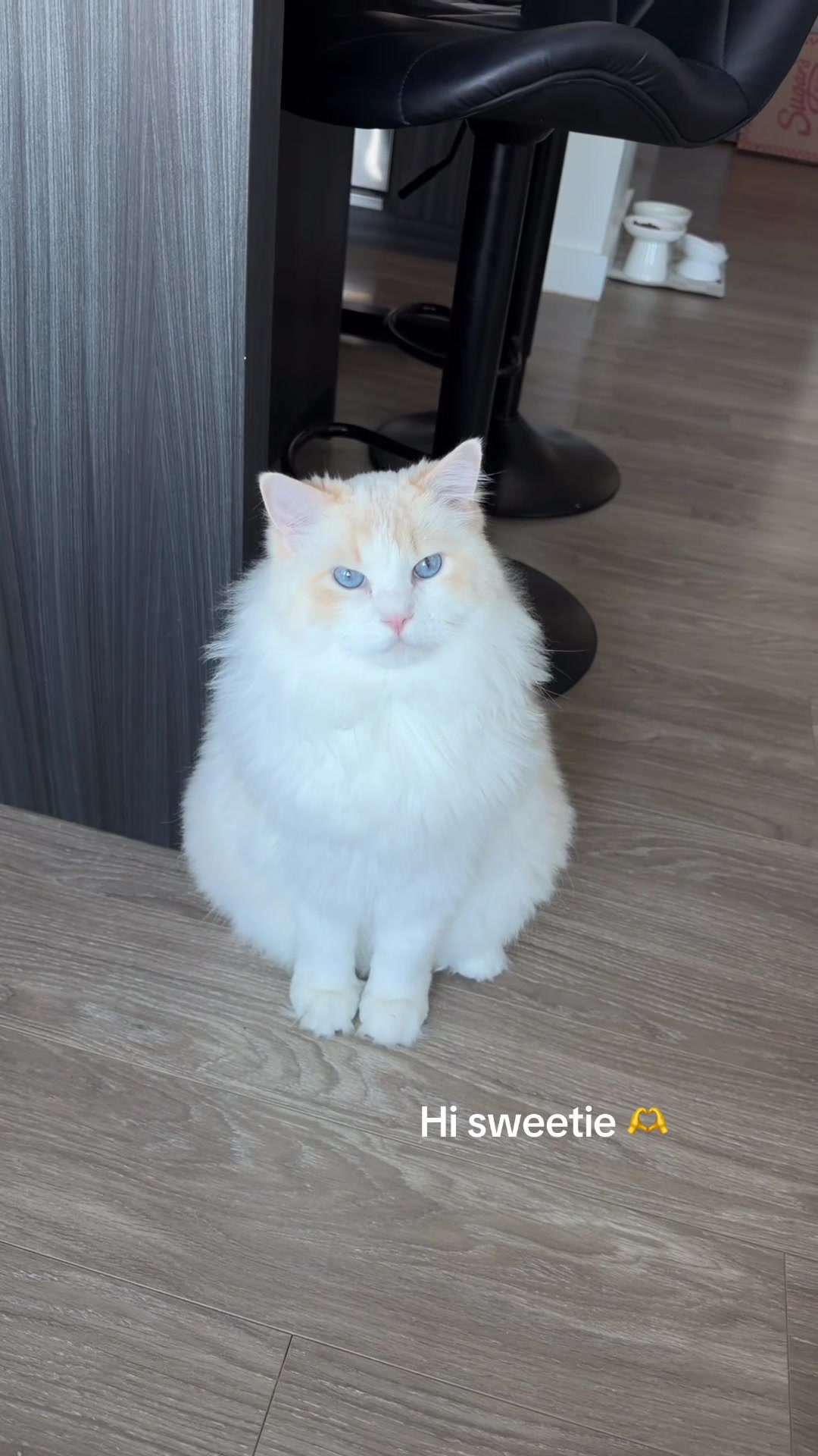 @Brody The Ragdoll Cat
