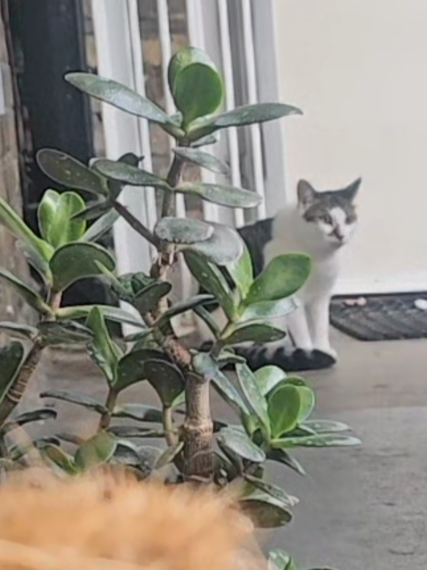 @cairo🐈