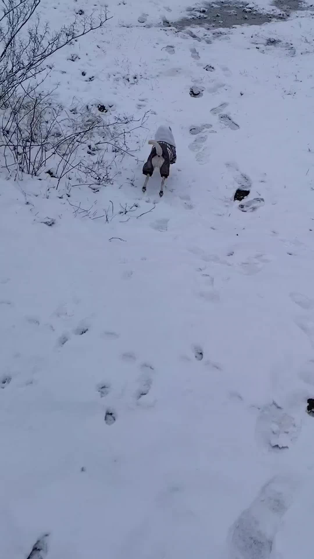 @Русана Цветанова / Творец