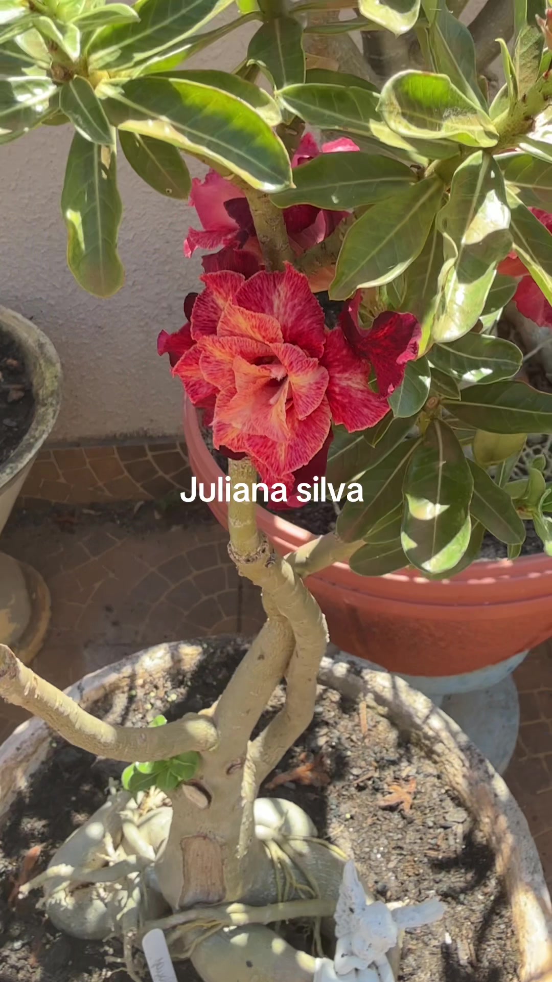 @Juliana silva