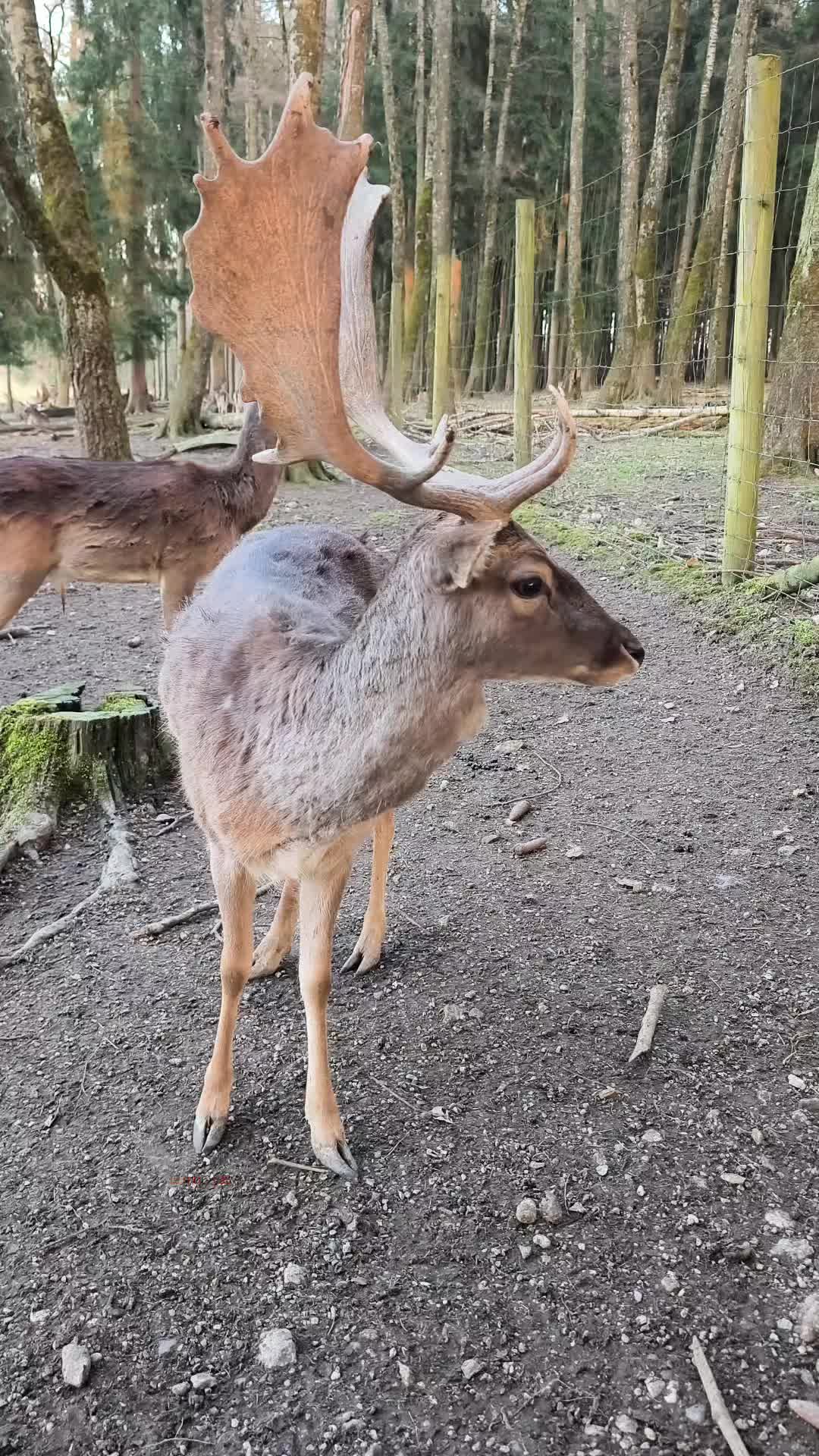 @outdoorwolf