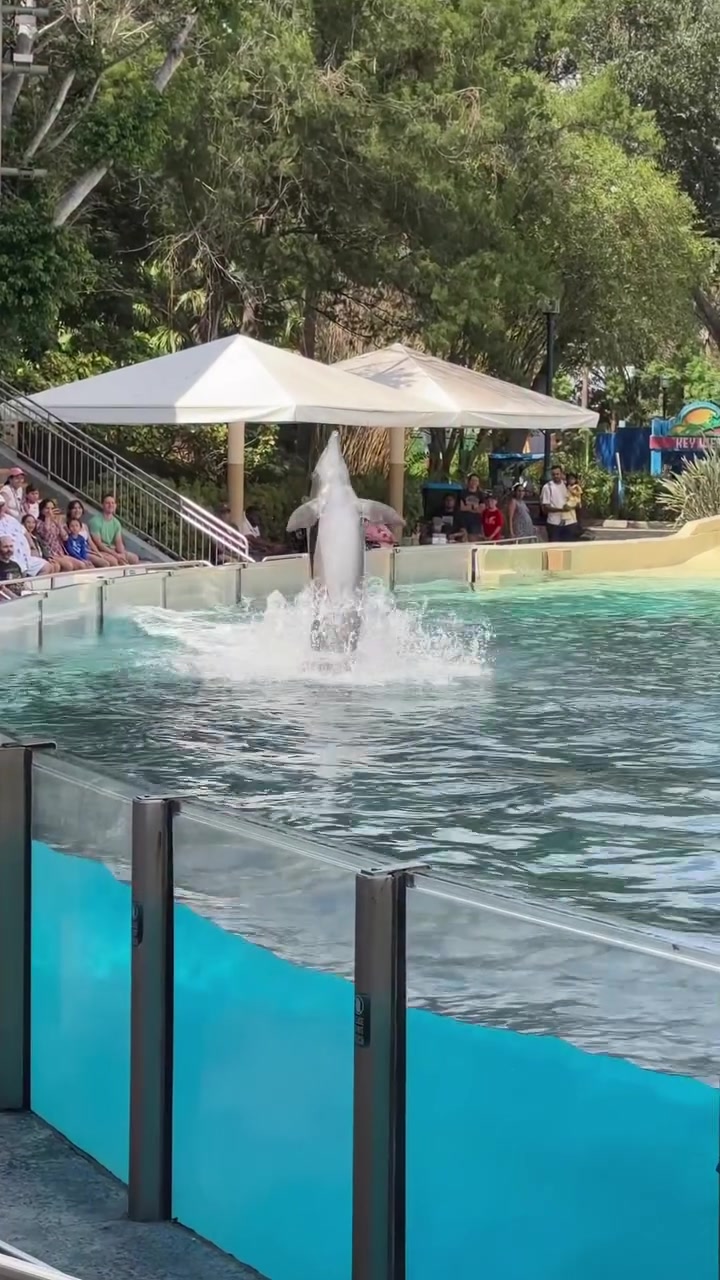 @Dolphin 🐬 World 🌎