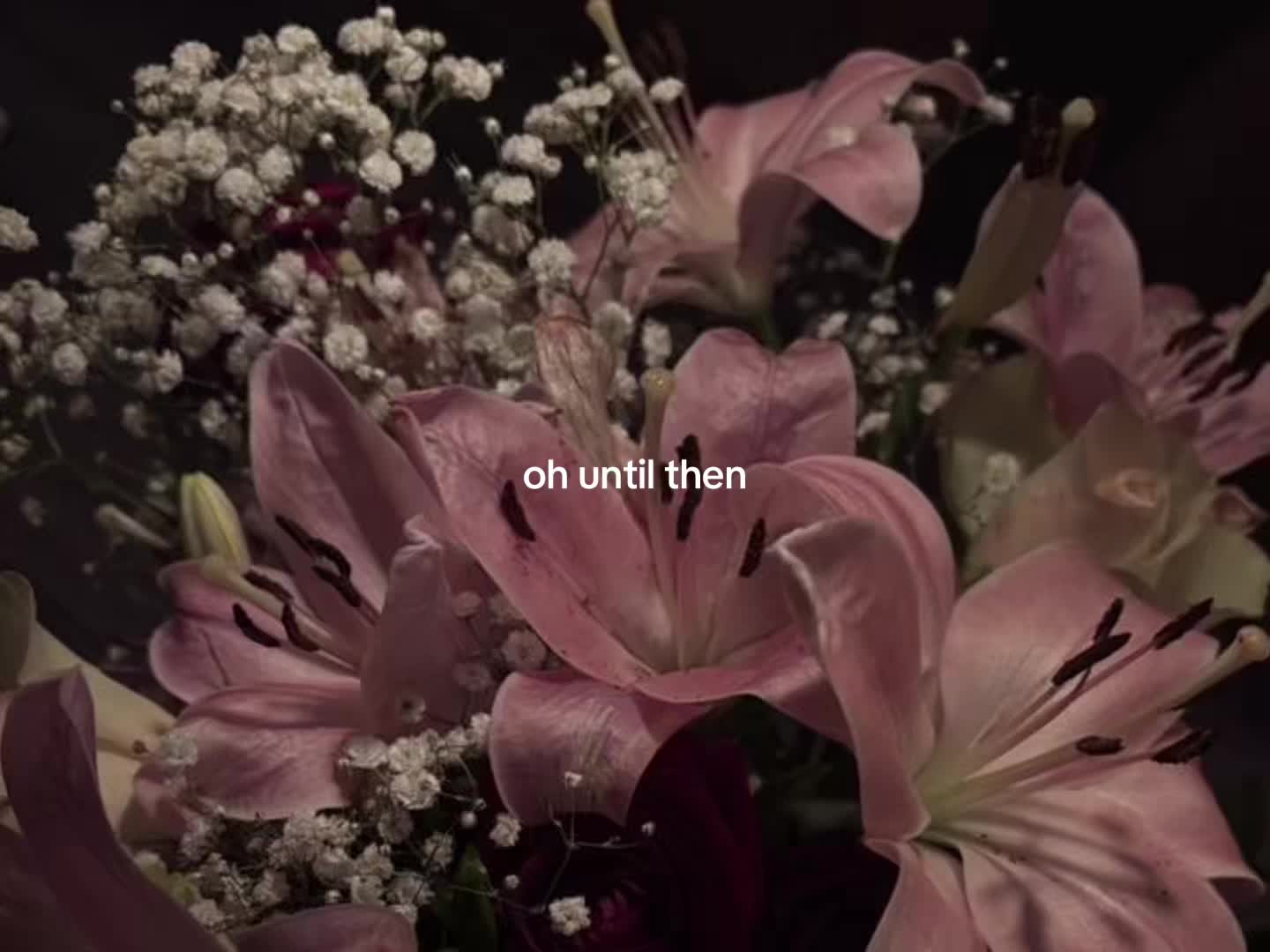 @sofia®🪽₊˚⊹ 🩰