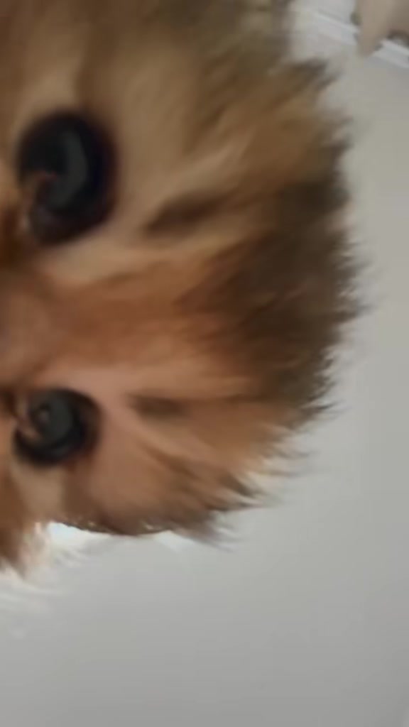 @catbosssss