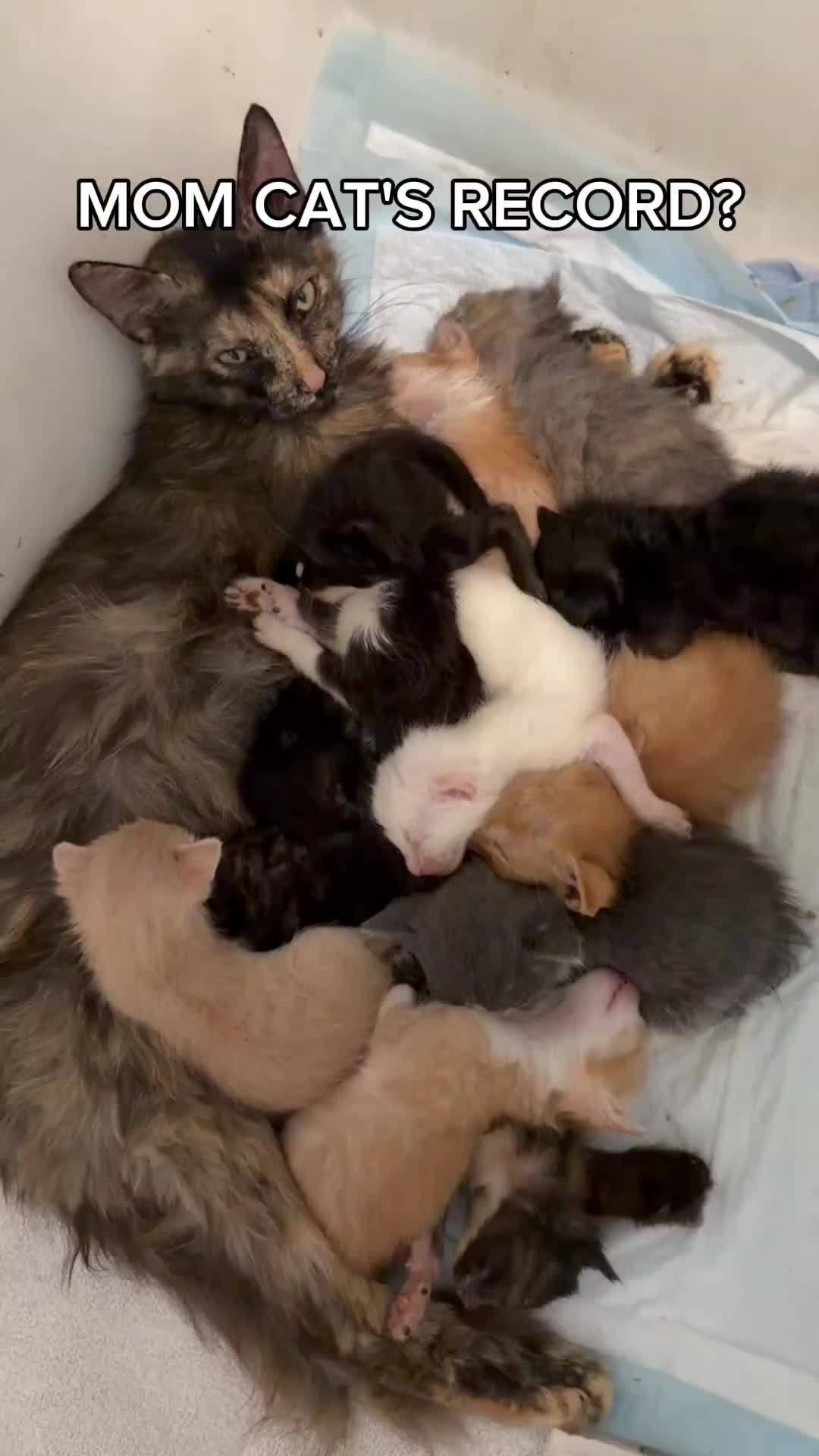 @Pets Mania