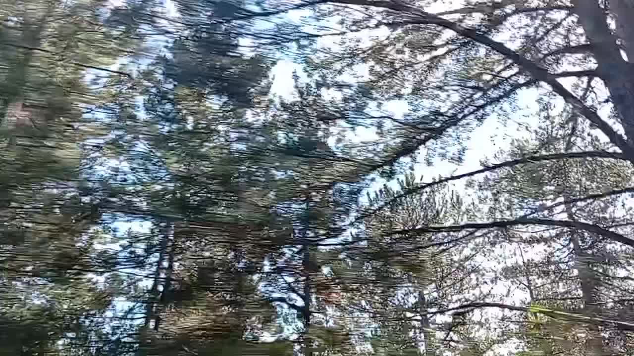 @floralina.1