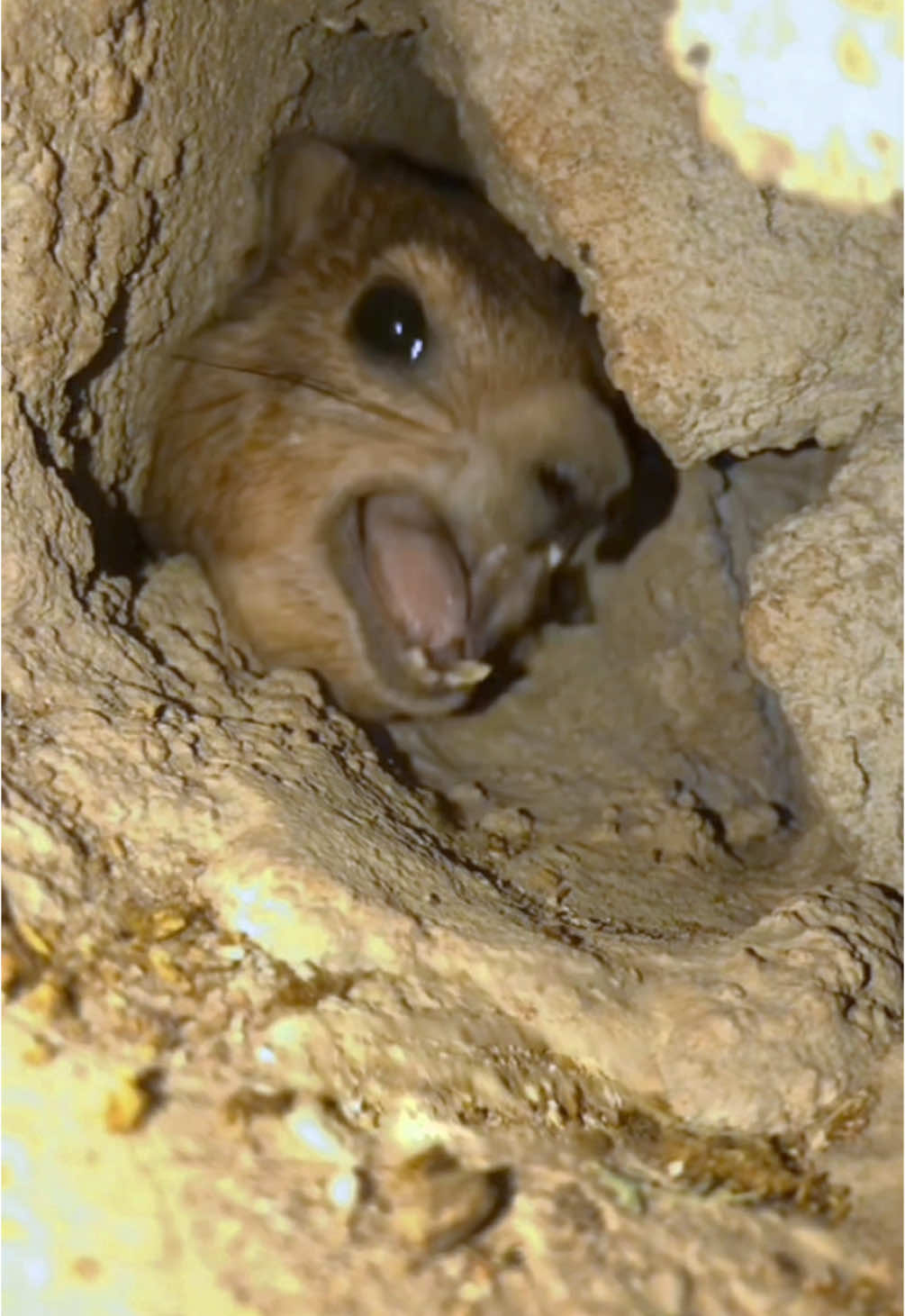 @Hyraxhub