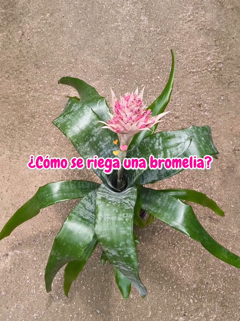 @𝑴𝒊 𝒑𝒂𝒕𝒊𝒐𝒉𝒖𝒆𝒓𝒕𝒐