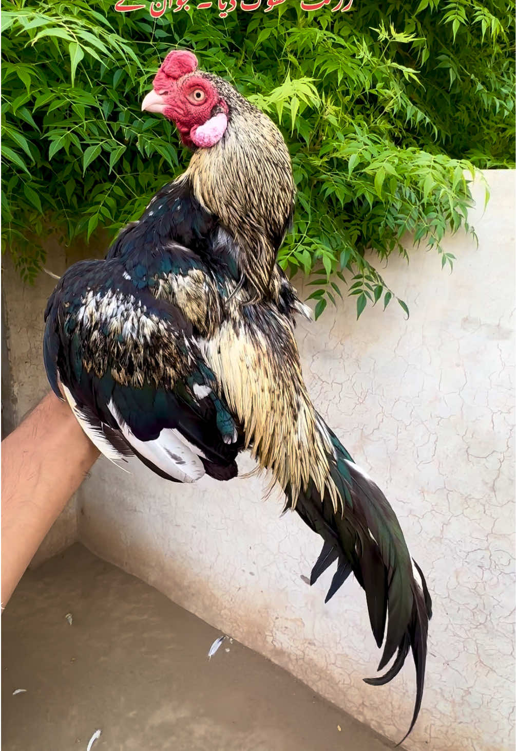 @Poultry Markaz