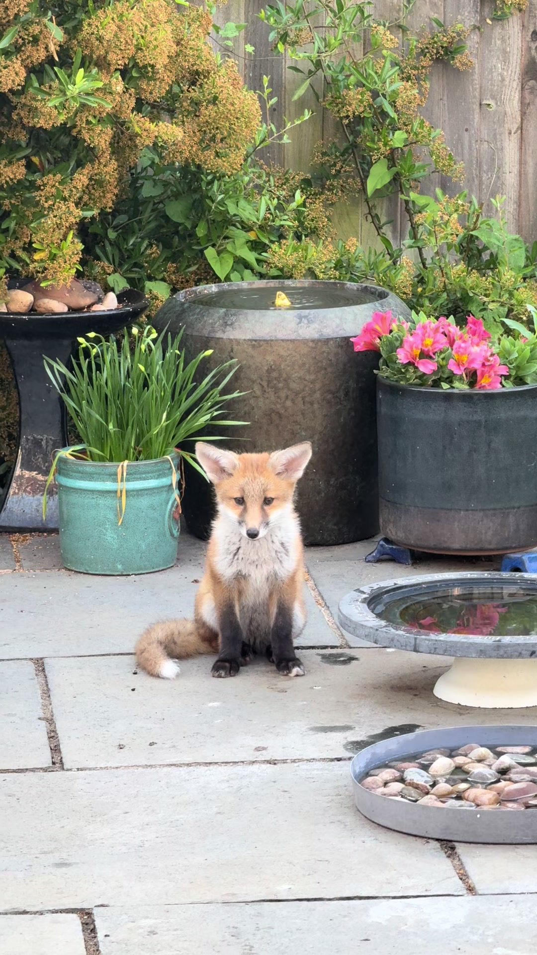 @gp_wildlife