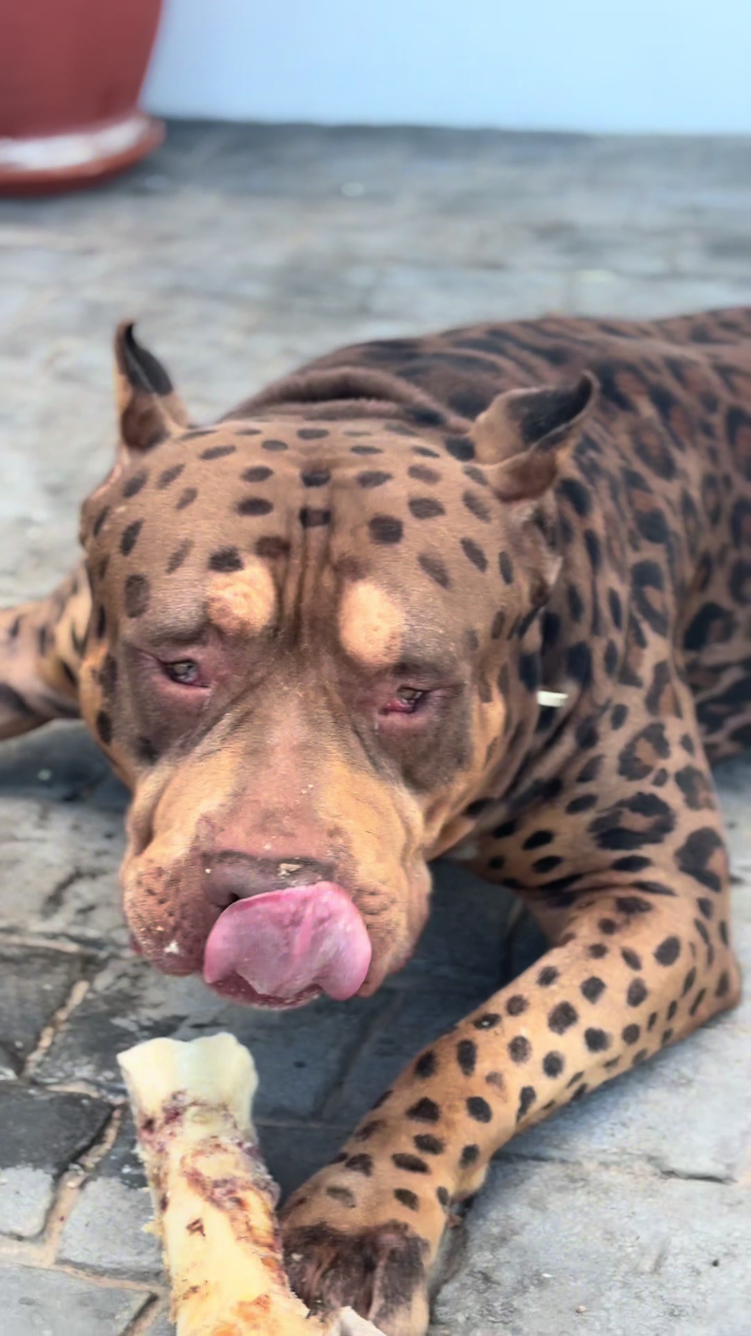 @deanthedogman1