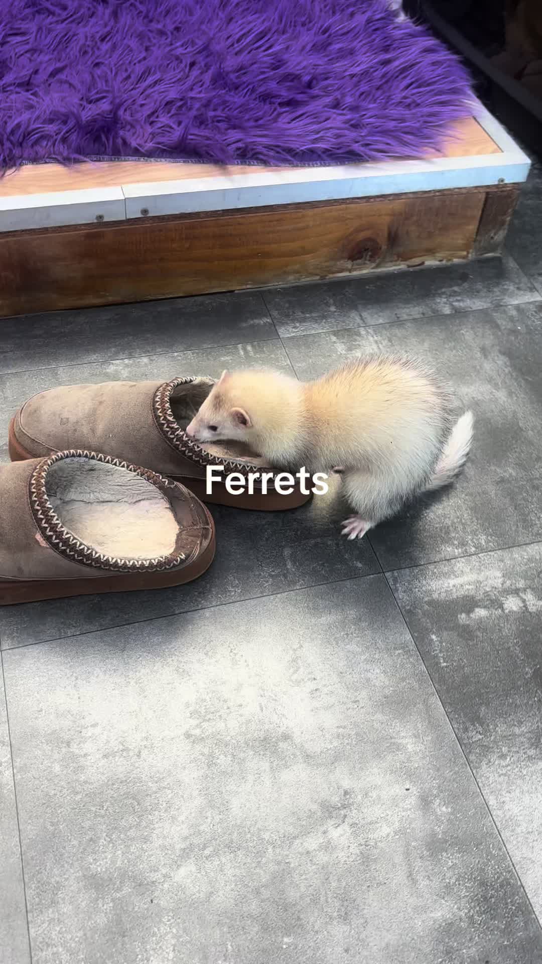 @vanessapenniston