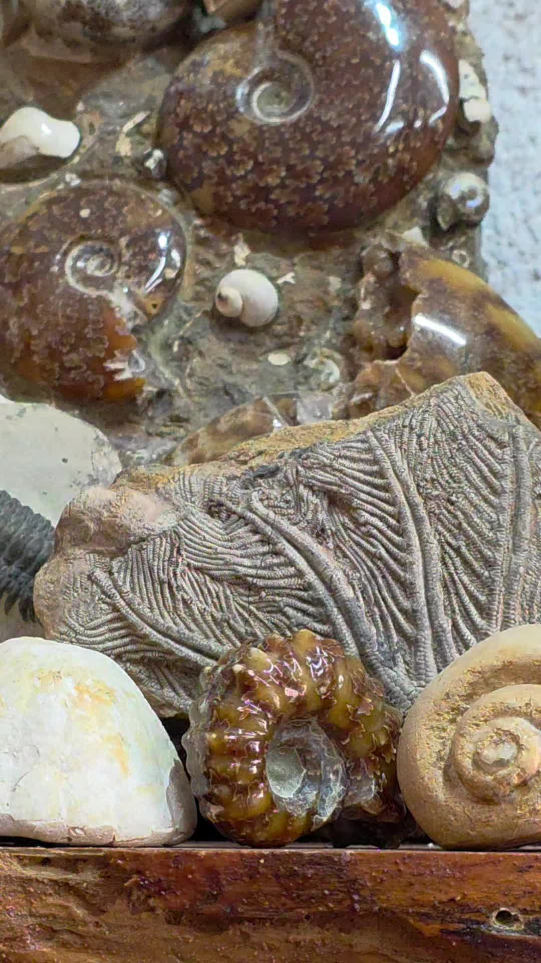 @Paris Shells Shop