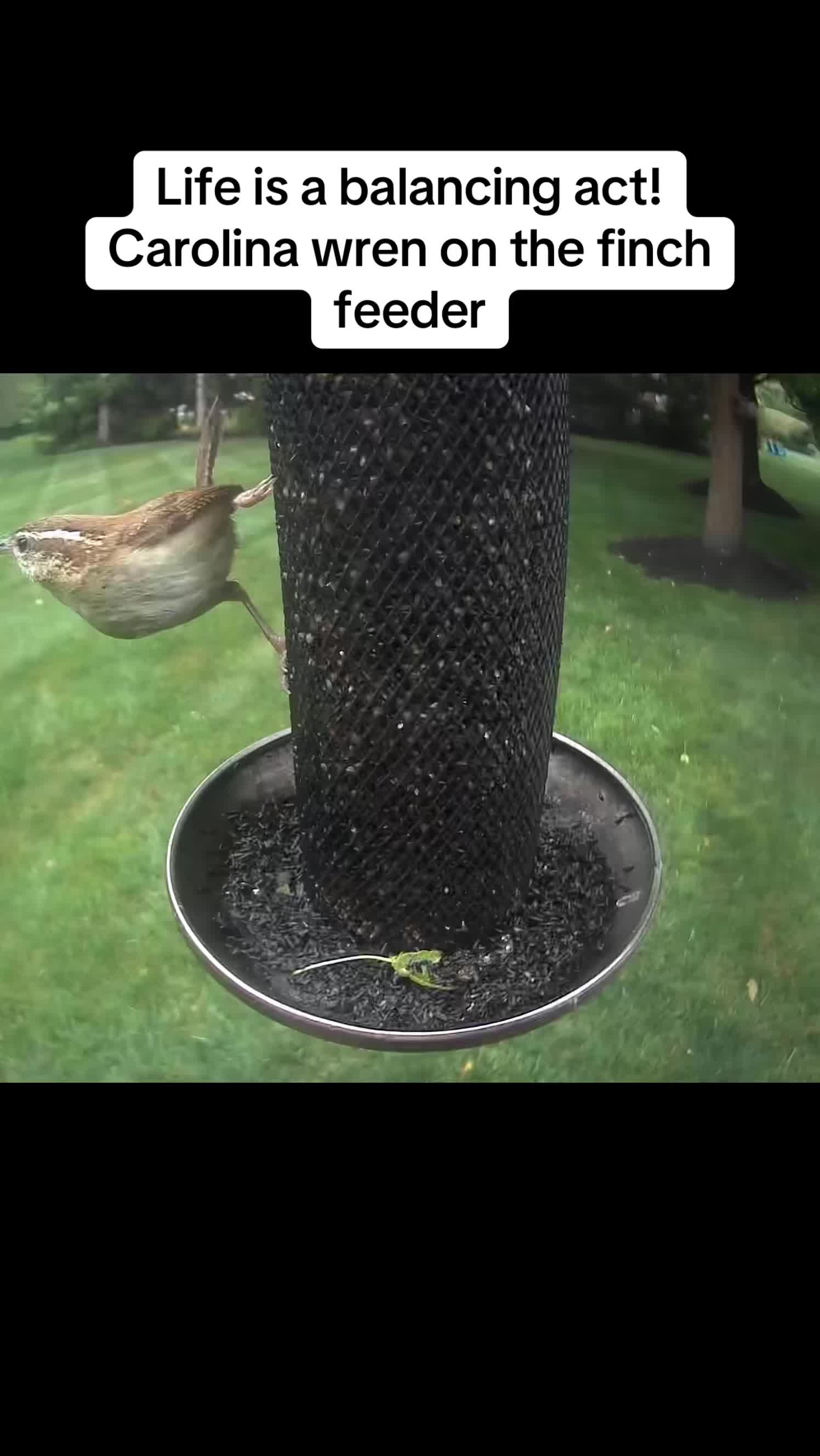 @geniebear&rsquo;s backyard birds