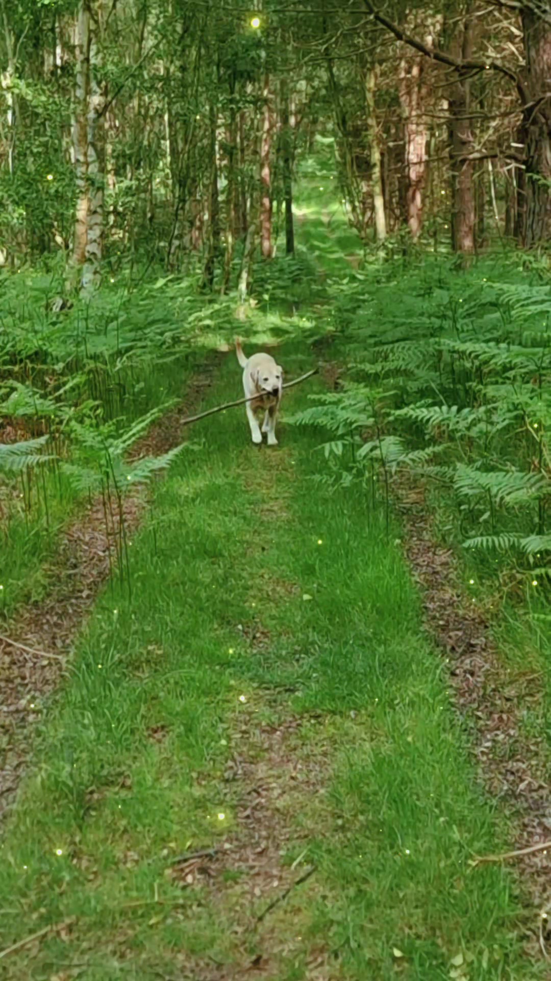 @🐾🐶maximus🐶🐾