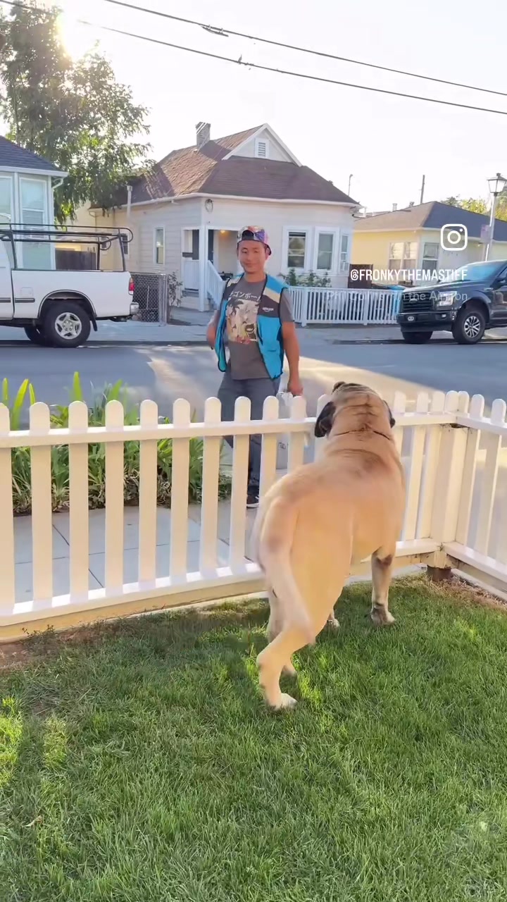 @Fronkythemastiff