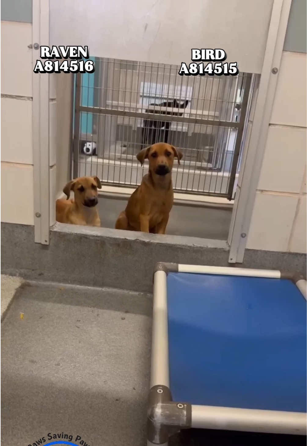 @pawssavingpaws