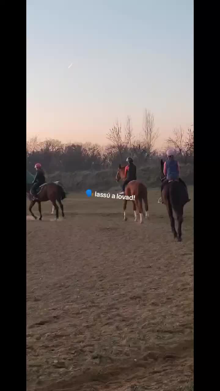 @🌲Ga&aacute;l Vanda🌲