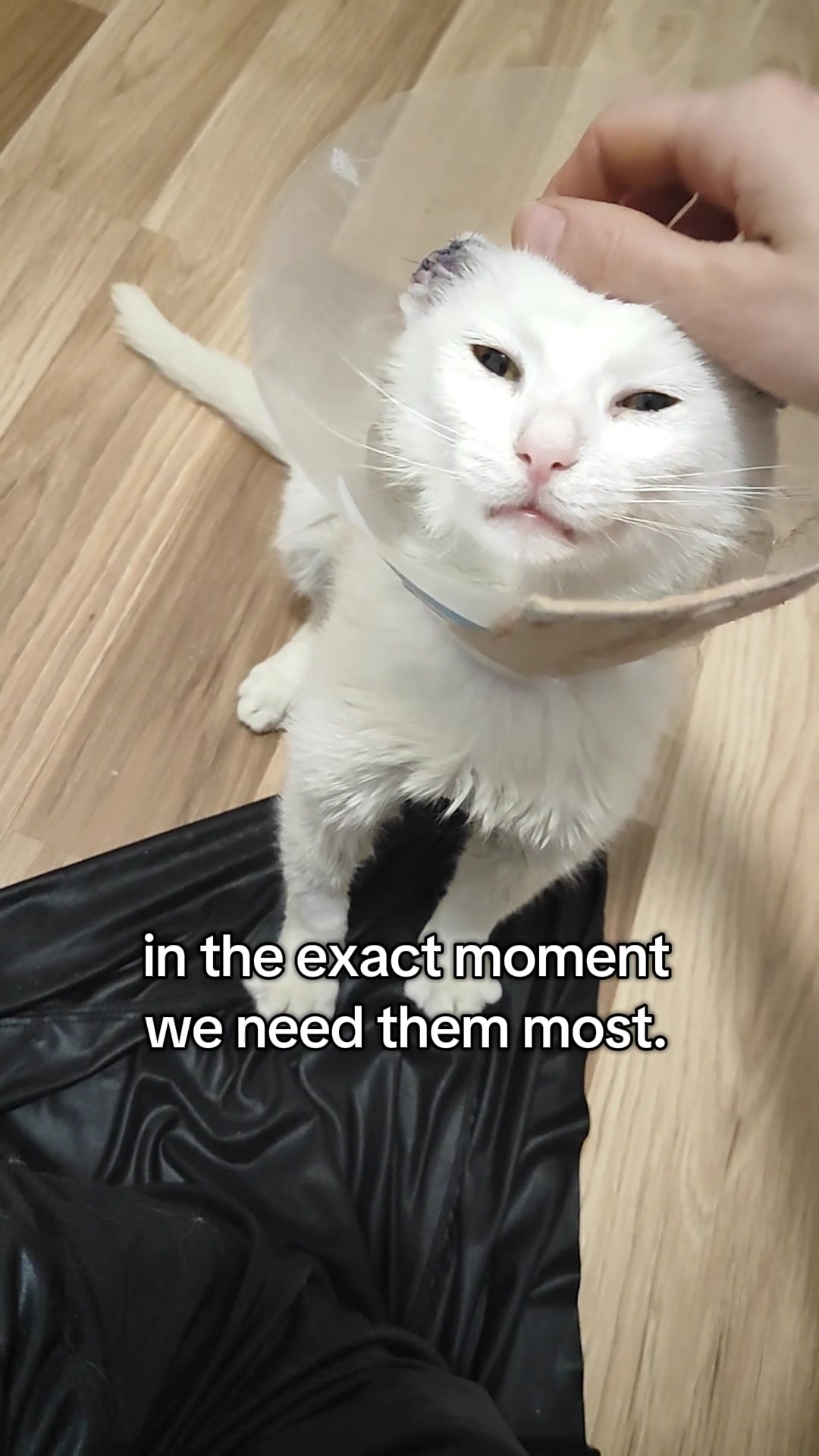 @Fluffy and Pixie