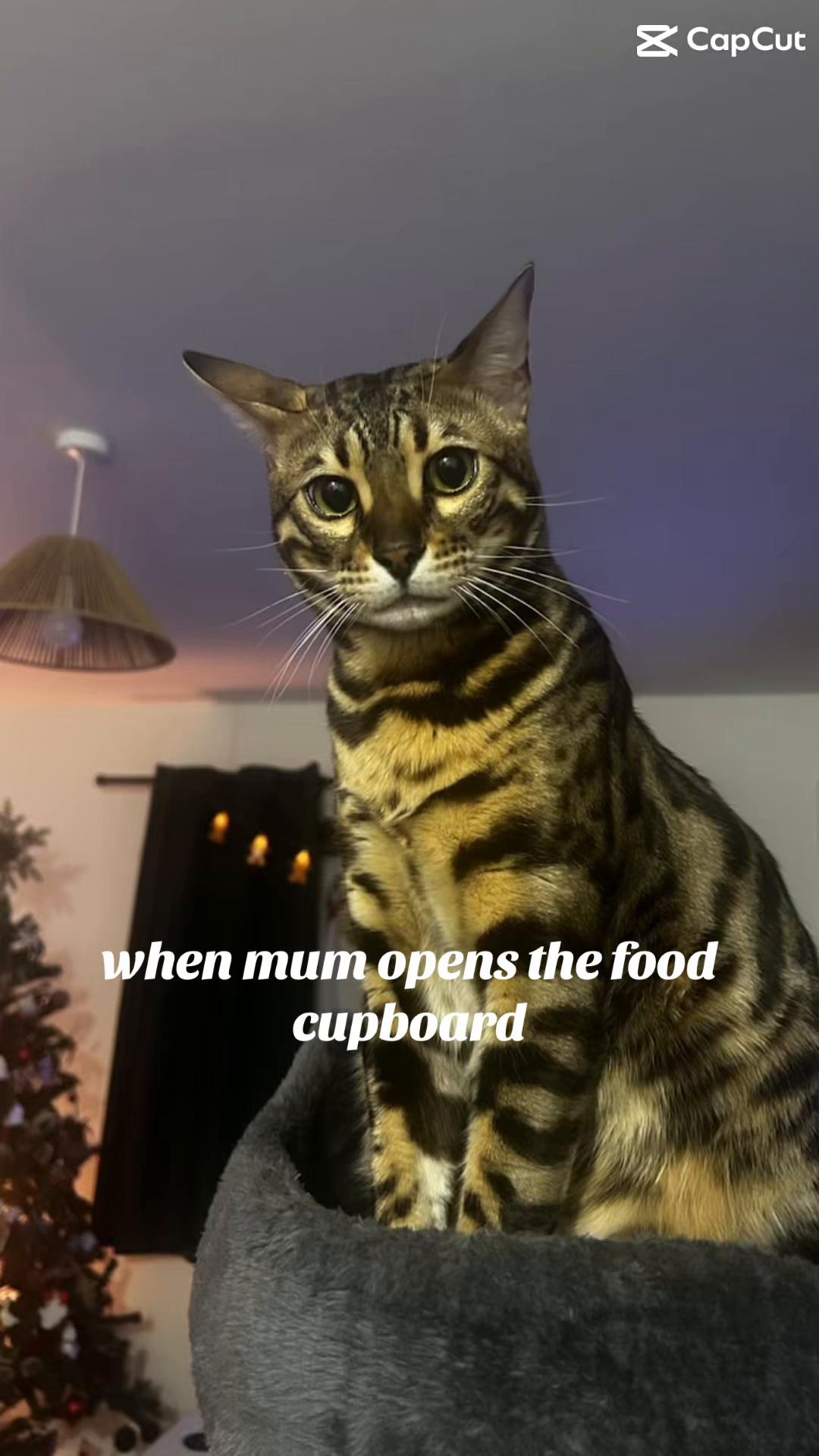 @Nacho&Bagel 🐈🐆