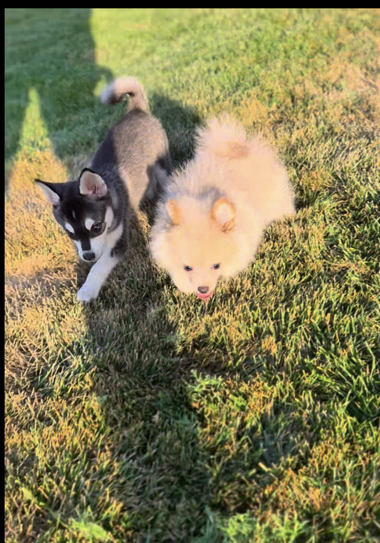 @Petland Oklahoma City
