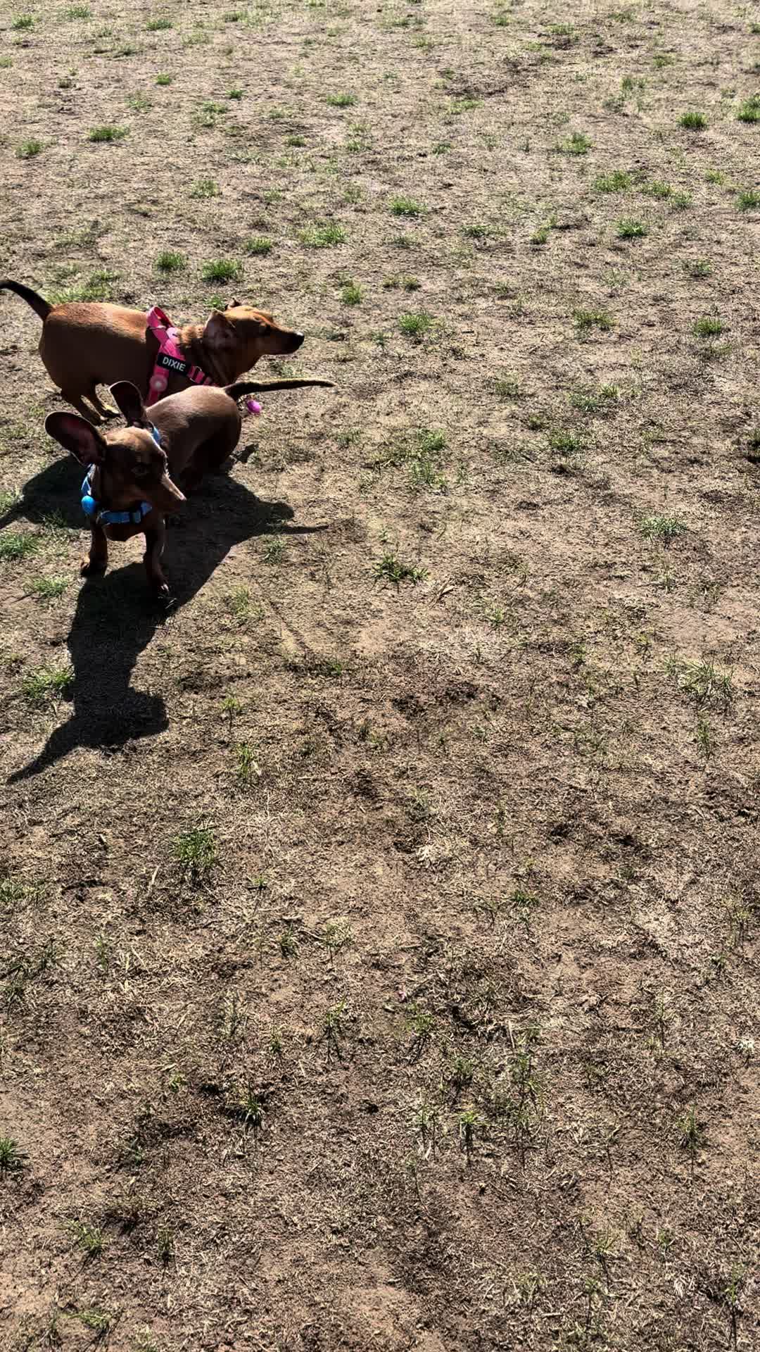 @tswoofwoof.co.uk
