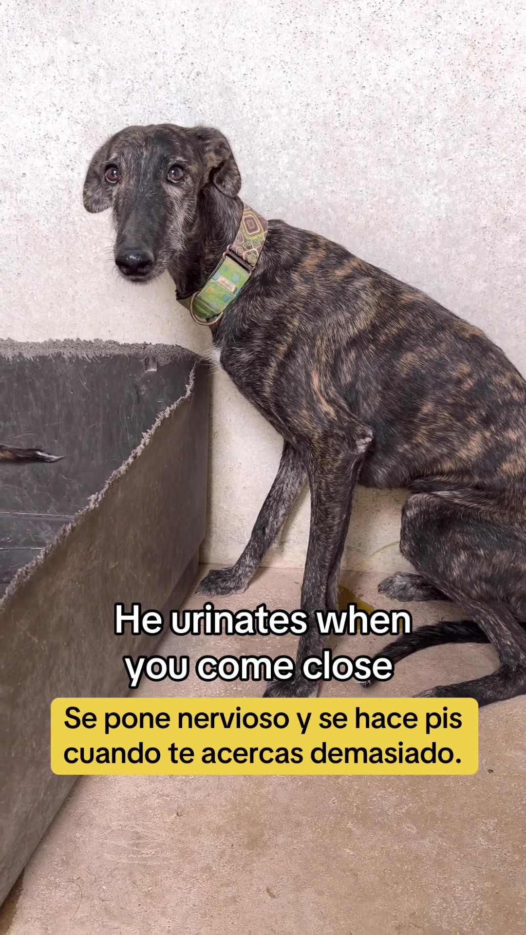 @Galgos del Sol