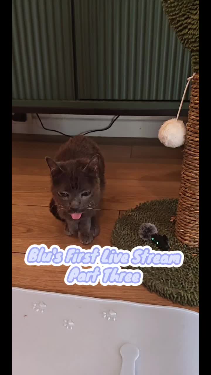 @blu_the_blep