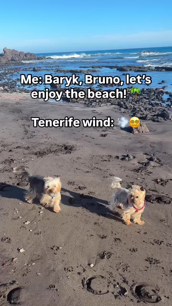 @✨Baryk & Bruno - Yorkies 🌍!