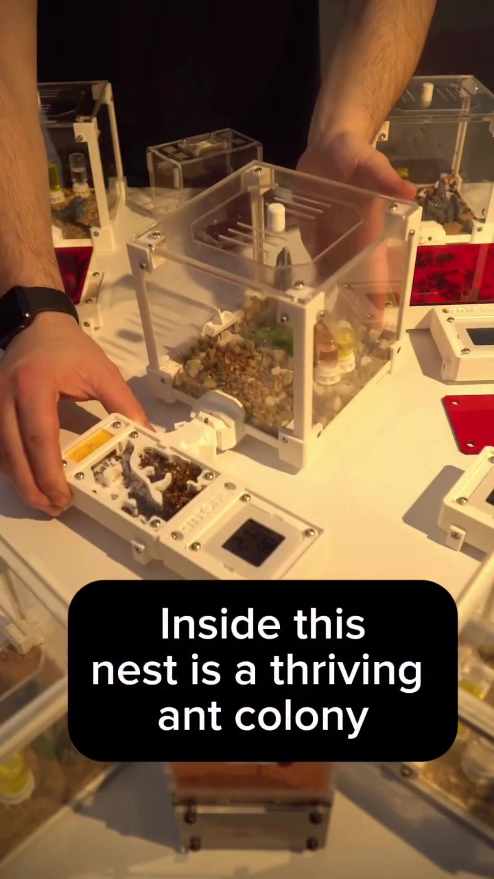 @antshq