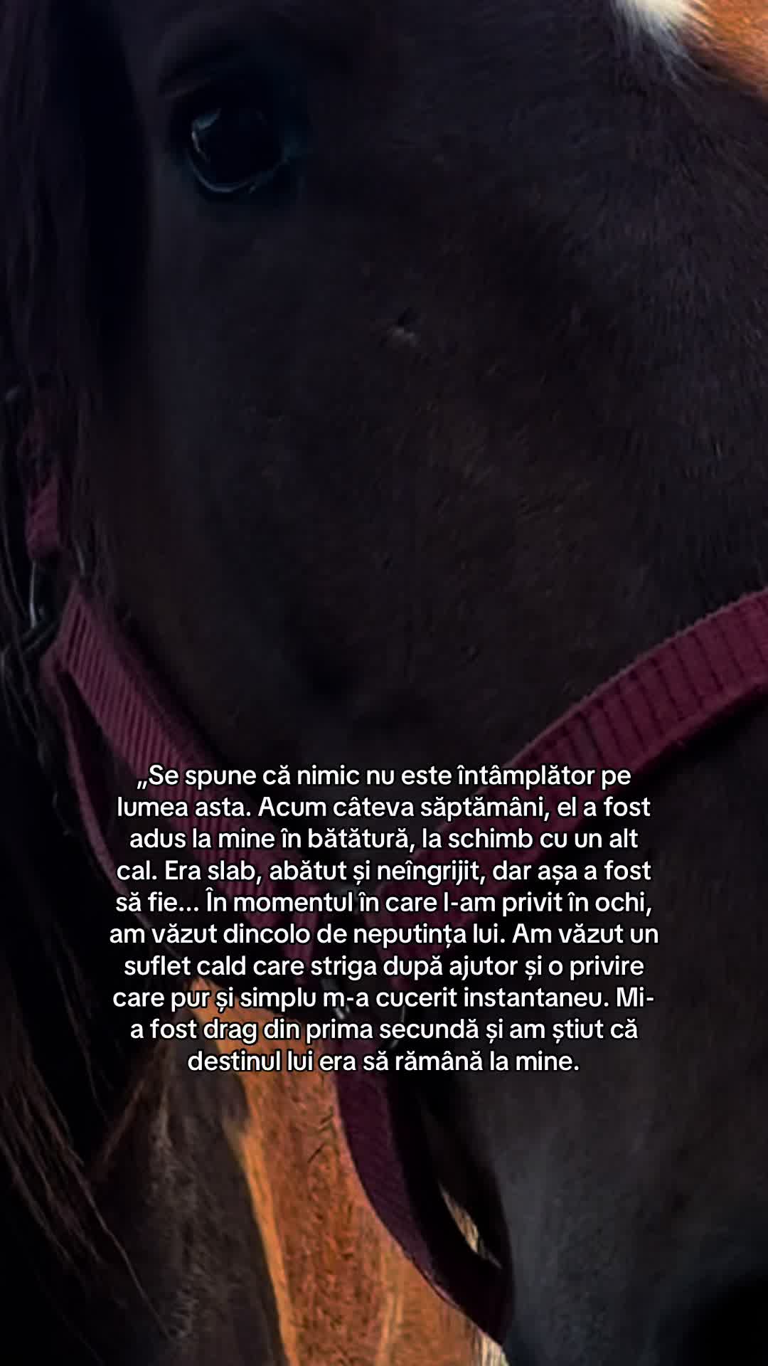 @Lupu Elena-Leonida
