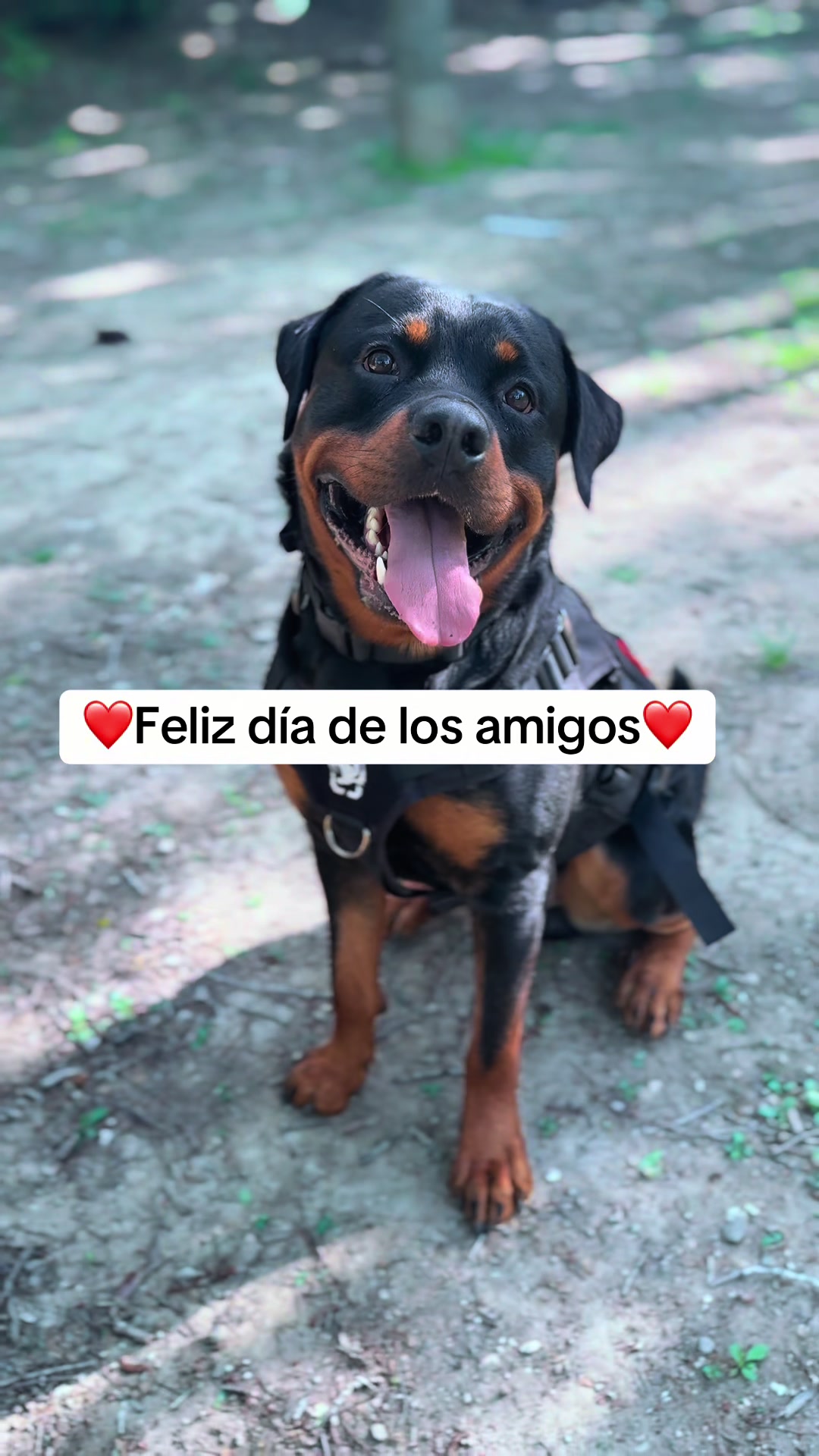 @José Ramos & Anubis Rottweiler