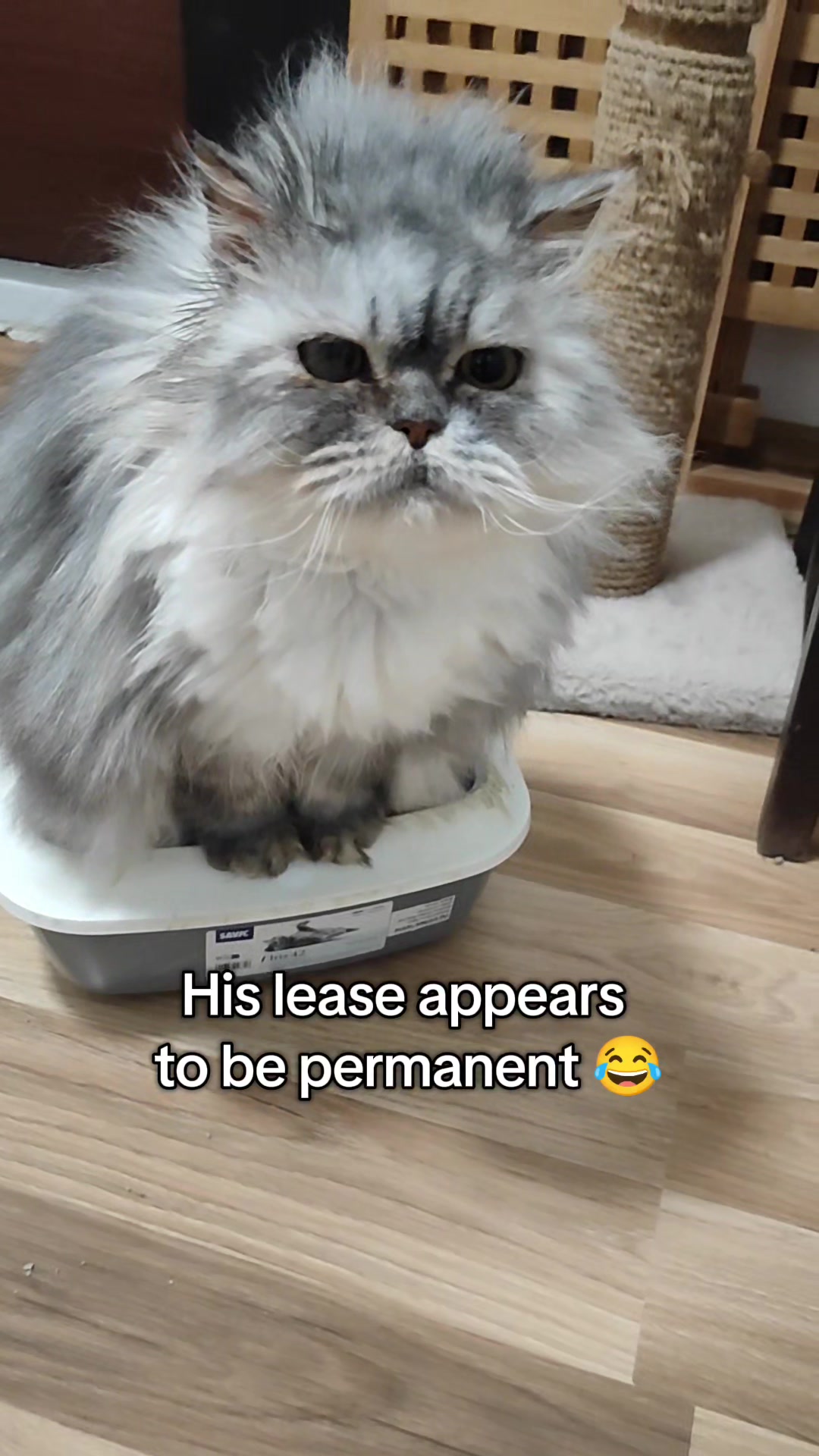 @Fluffy and Pixie
