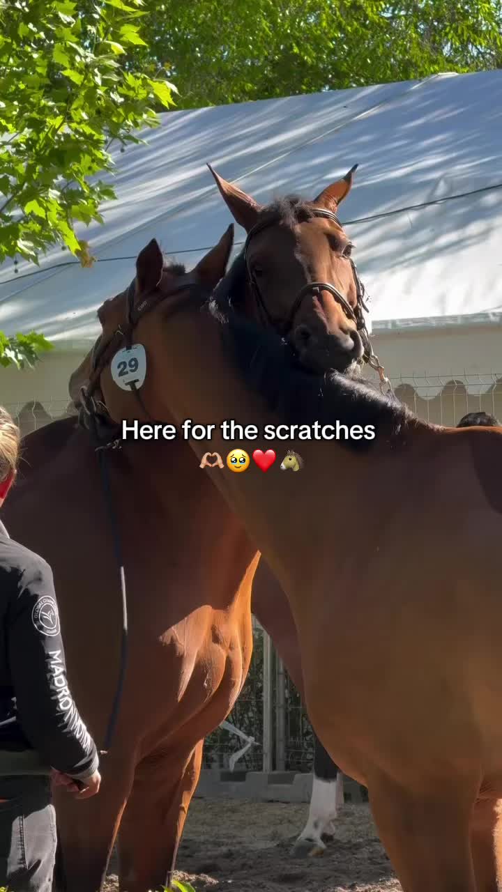 @Longines Global Champions Tour