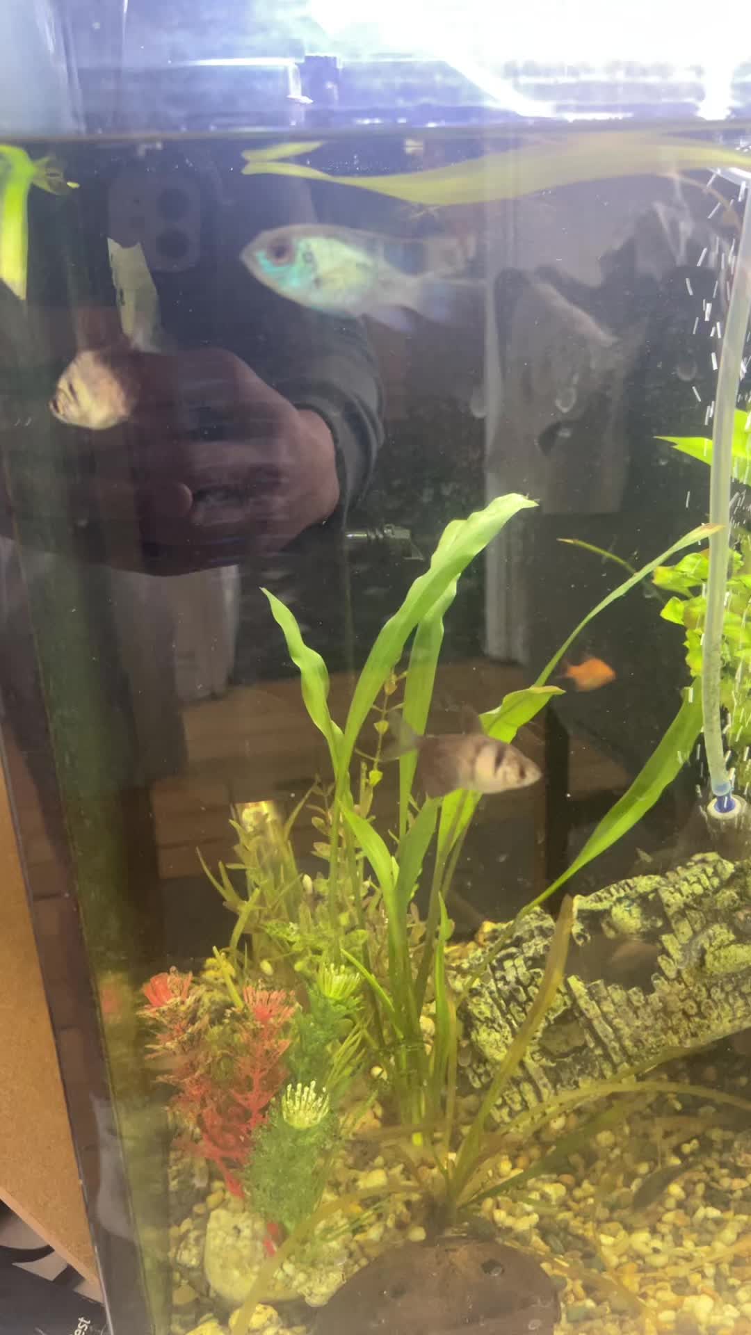 @CRBaquatics
