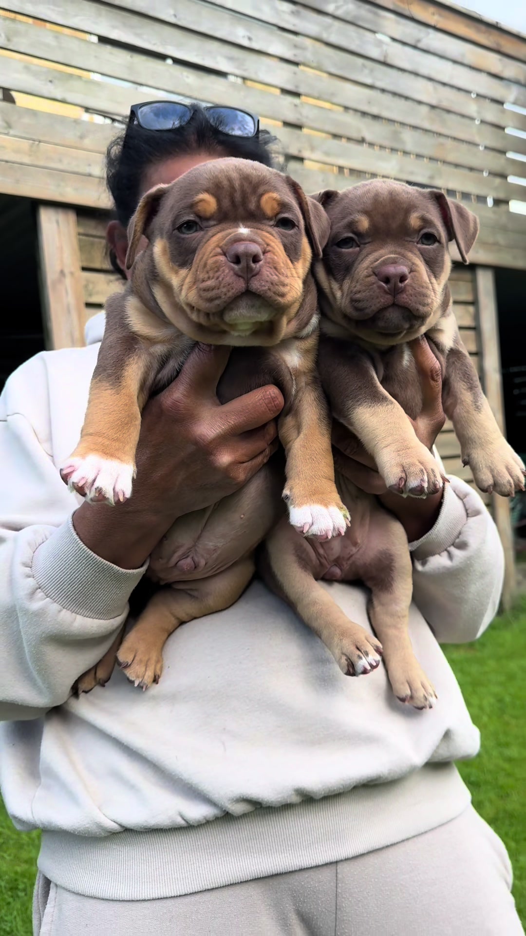 @Beautybullskennel🤍