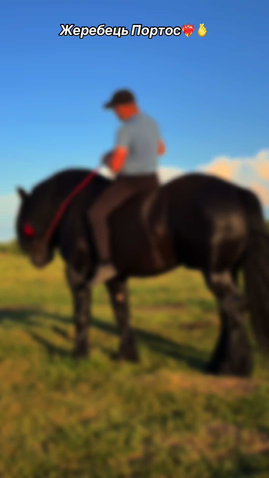 @_horses_farm_syrosh_