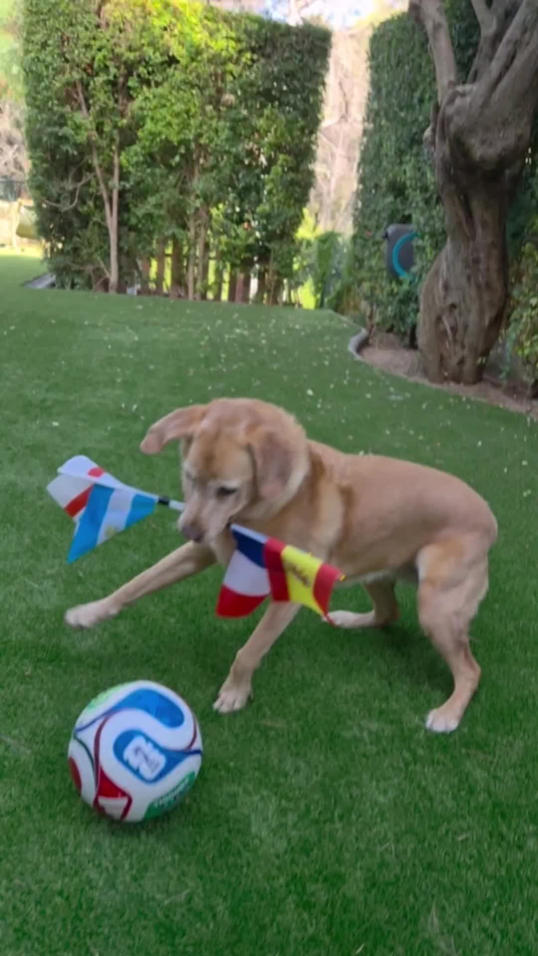 @MessiPaws